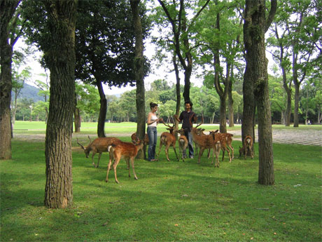 Untitled Deers