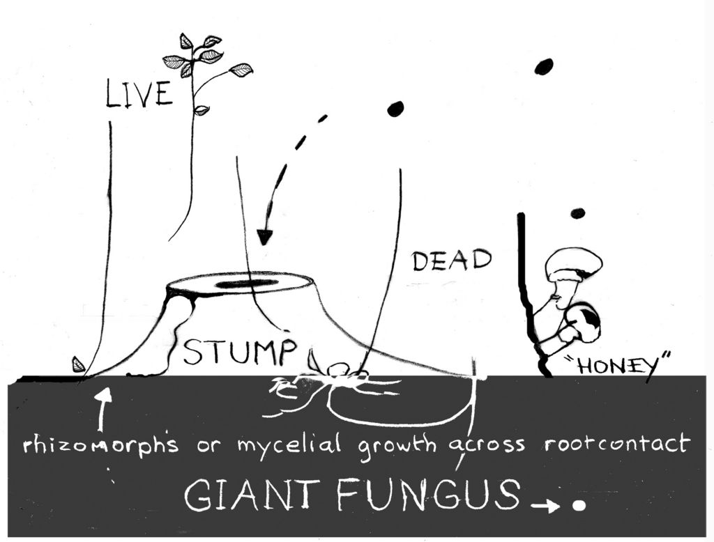 Giant Fungus