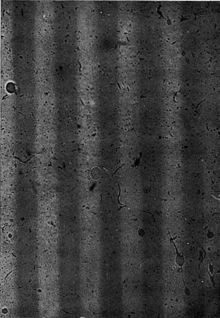 The Shutter of Death, Encyclopedia of Optography