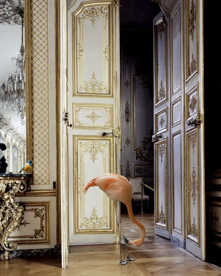 Karen Knorr