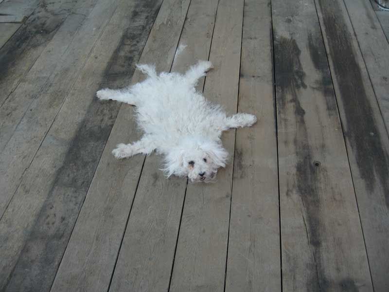 Dog Carpets (2007) by Ondrej Brody and Kristofer Paetau