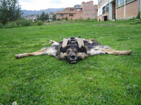 Dog Carpets (2007) by Ondrej Brody and Kristofer Paetau