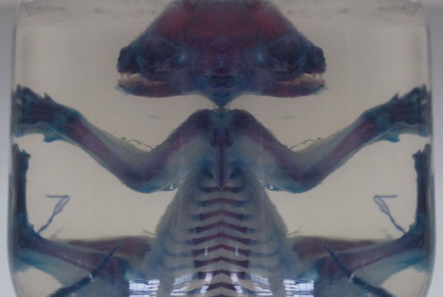 XXX