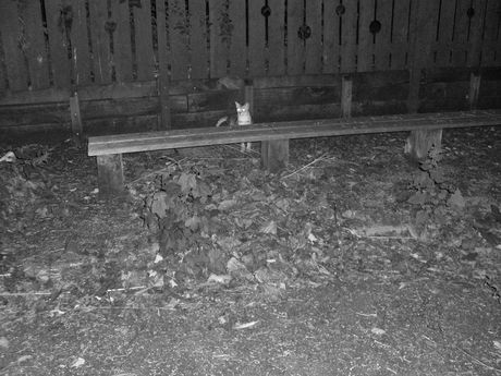 The Incommensurable Cat