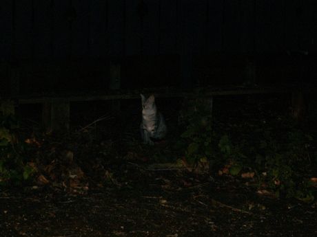 The Incommensurable Cat