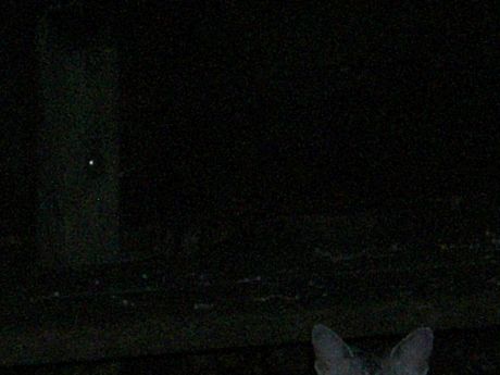 The Incommensurable Cat