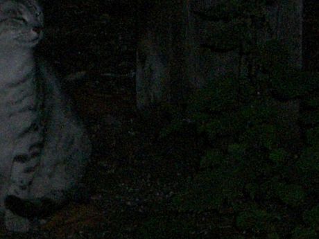 The Incommensurable Cat