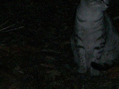 The Incommensurable Cat