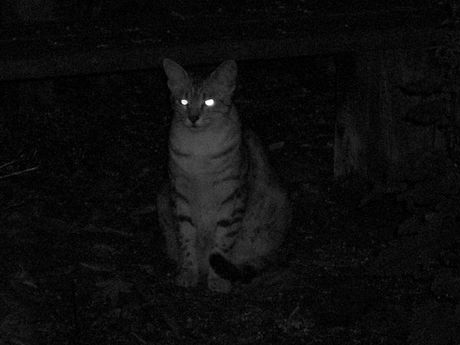 The Incommensurable Cat