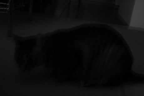 The Incommensurable Cat