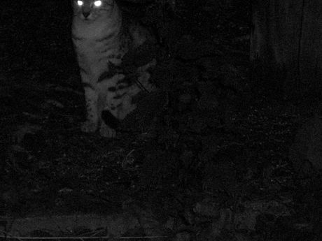 The Incommensurable Cat