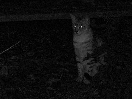 The Incommensurable Cat