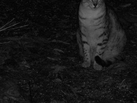 The Incommensurable Cat