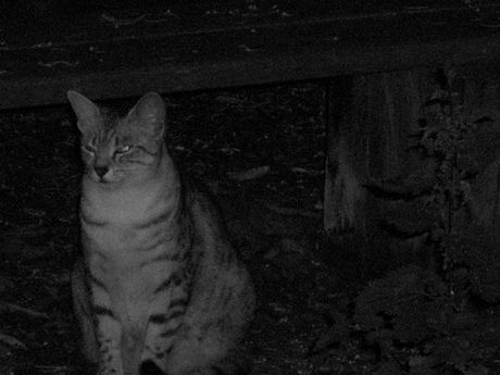 The Incommensurable Cat