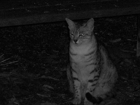 The Incommensurable Cat