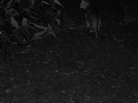 The Incommensurable Cat