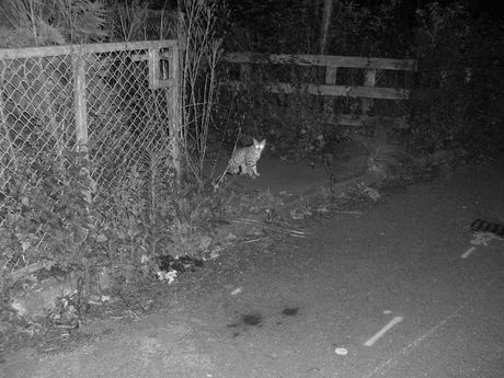 The Incommensurable Cat