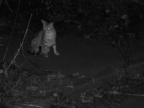 The Incommensurable Cat