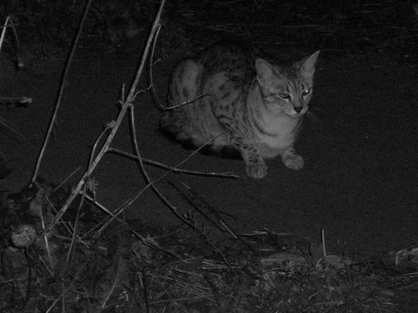 The Incommensurable Cat