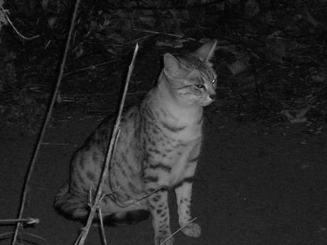 The Incommensurable Cat