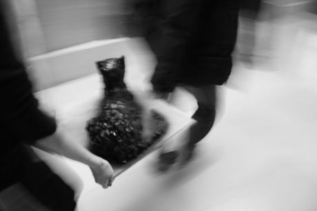 The Incommensurable Cat