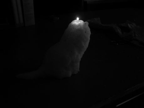 The Incommensurable Cat