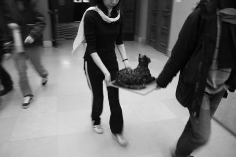 The Incommensurable Cat