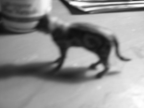 The Incommensurable Cat