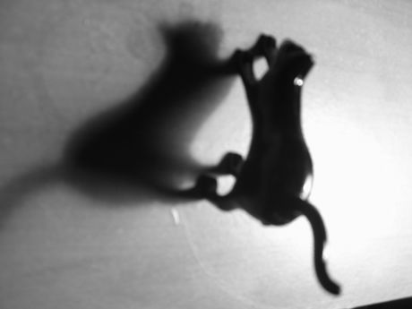 The Incommensurable Cat