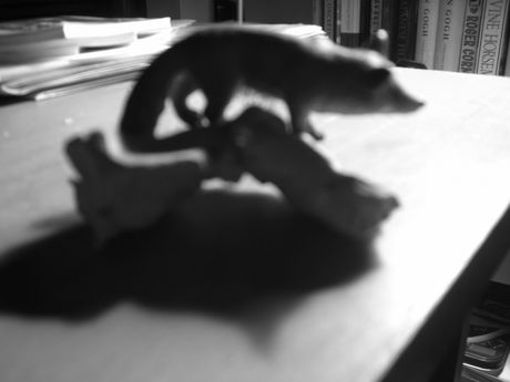 The Incommensurable Cat