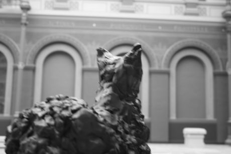 The Incommensurable Cat