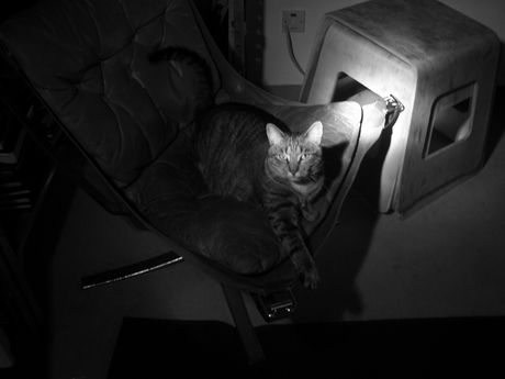 The Incommensurable Cat