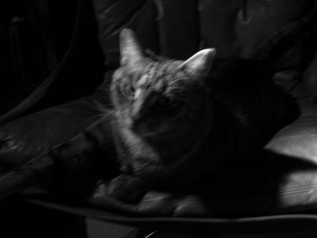 The Incommensurable Cat