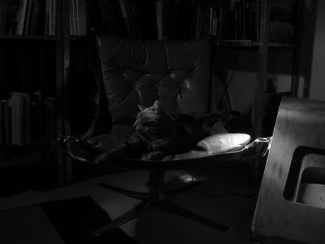 The Incommensurable Cat