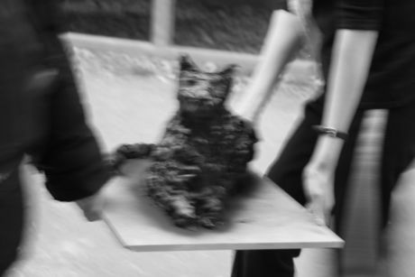 The Incommensurable Cat
