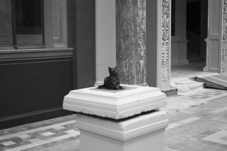 The Incommensurable Cat