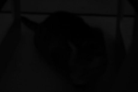 The Incommensurable Cat