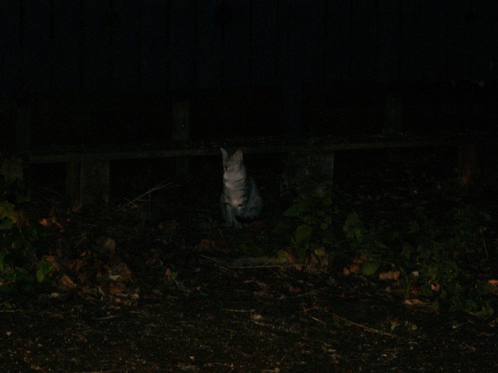 The Incommensurable Cat
