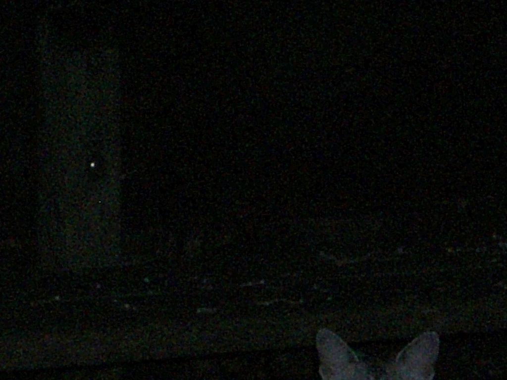 The Incommensurable Cat
