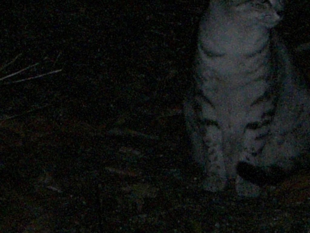 The Incommensurable Cat
