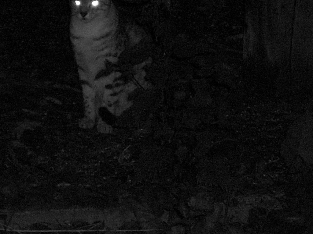 The Incommensurable Cat