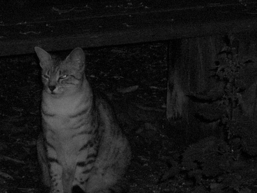 The Incommensurable Cat