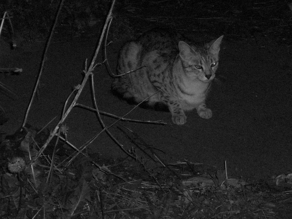 The Incommensurable Cat