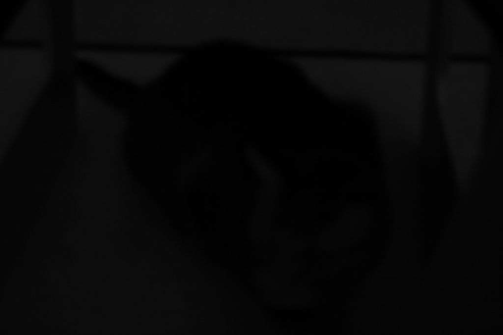 The Incommensurable Cat